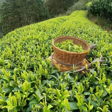 龙井43号茶