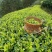 龙井43号茶