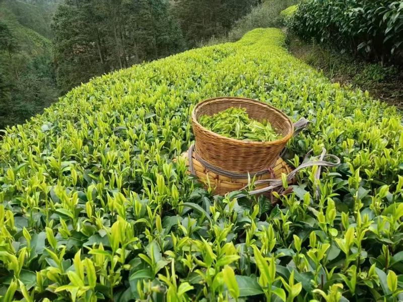 龙井43号茶