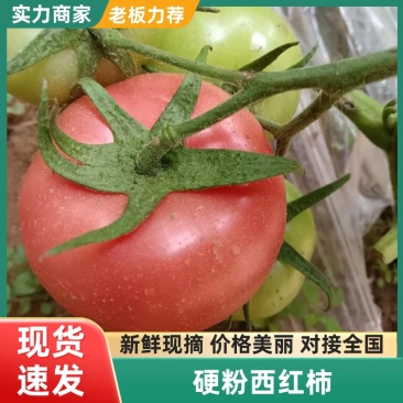硬粉西红柿精品暖棚西红柿直共市场商超可视频看货，