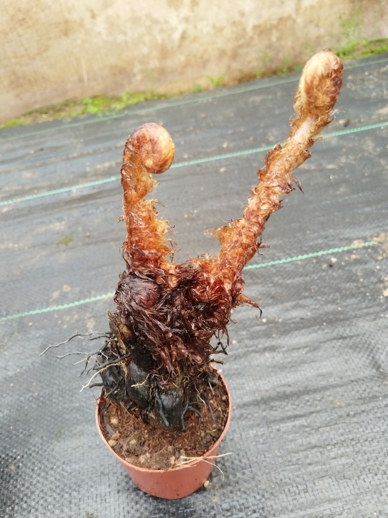 凤尾蕨：自产自销.现挖易养活.大小各尺寸都有