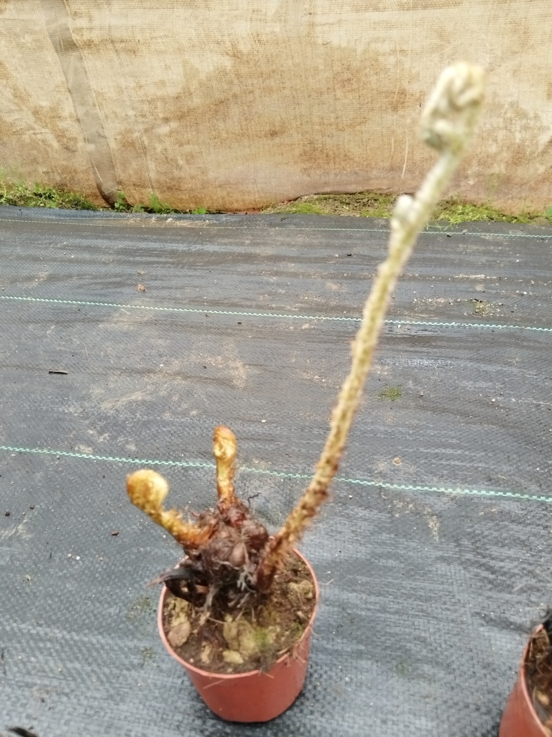 凤尾蕨：自产自销.现挖易养活.大小各尺寸都有