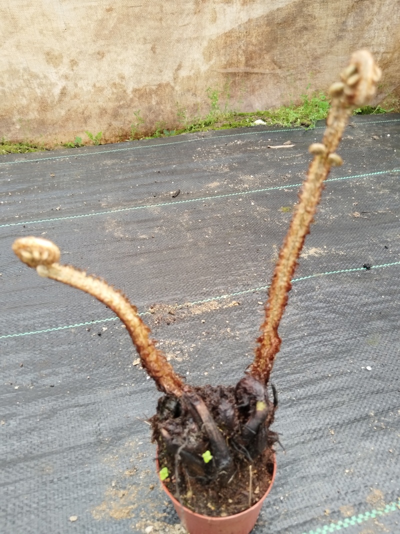凤尾蕨：自产自销.现挖易养活.大小各尺寸都有