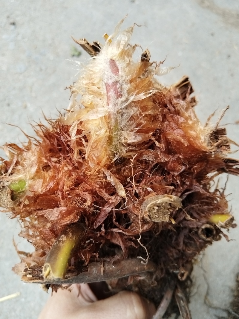凤尾蕨：自产自销.现挖易养活.大小各尺寸都有