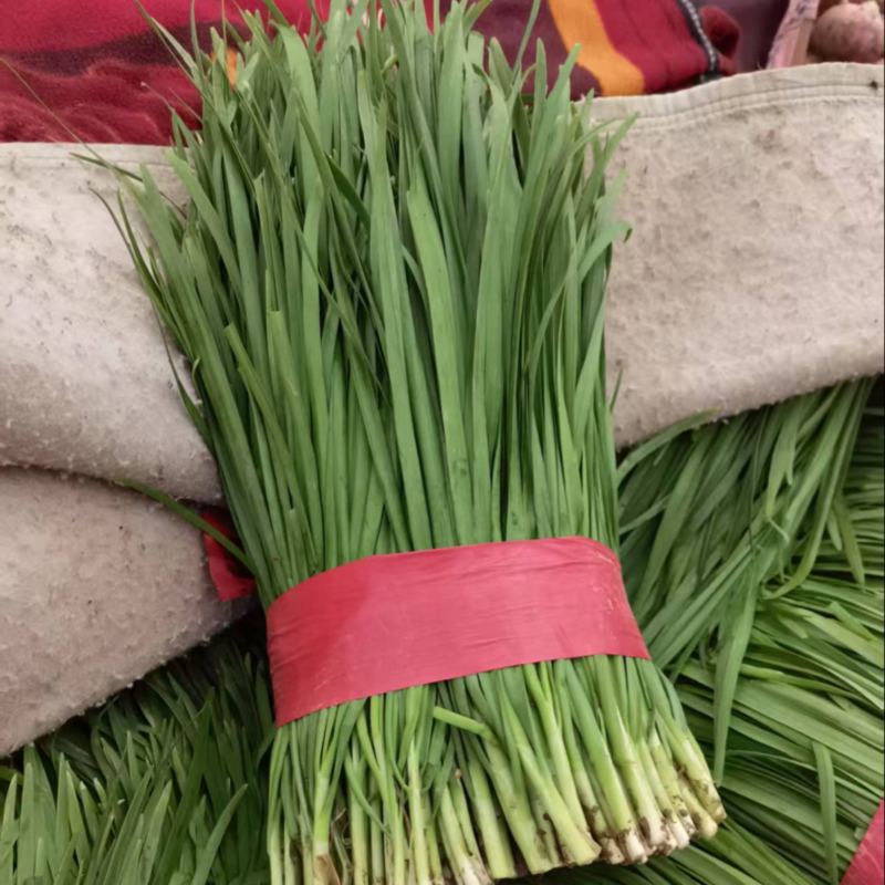 大叶韭菜，量大货优，欢迎各位老板前来采购