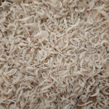 引子虾虾皮小虾皮