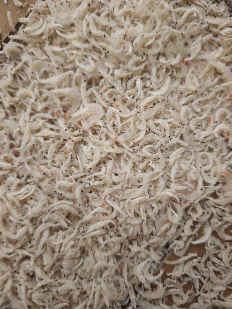 引子虾虾皮小虾皮