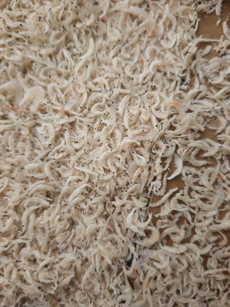 引子虾虾皮小虾皮