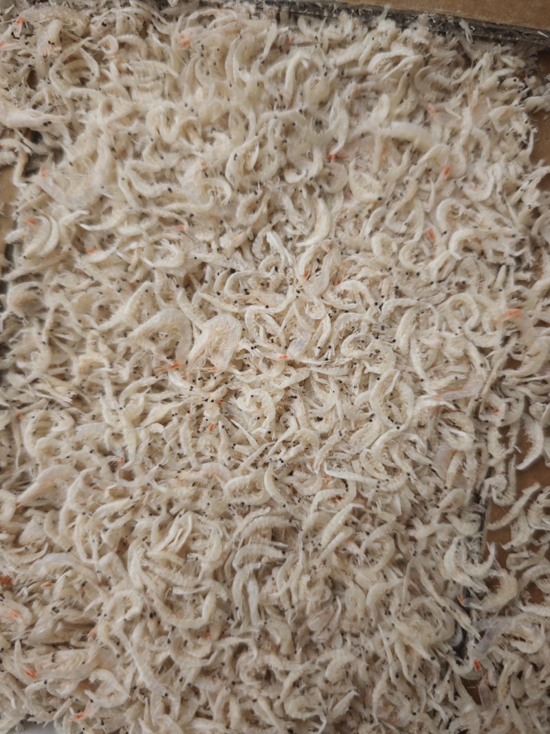 引子虾虾皮小虾皮