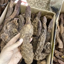 锁阳锁阳个纯干各种规格批发零售