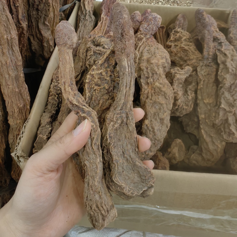 锁阳锁阳个纯干各种规格批发零售