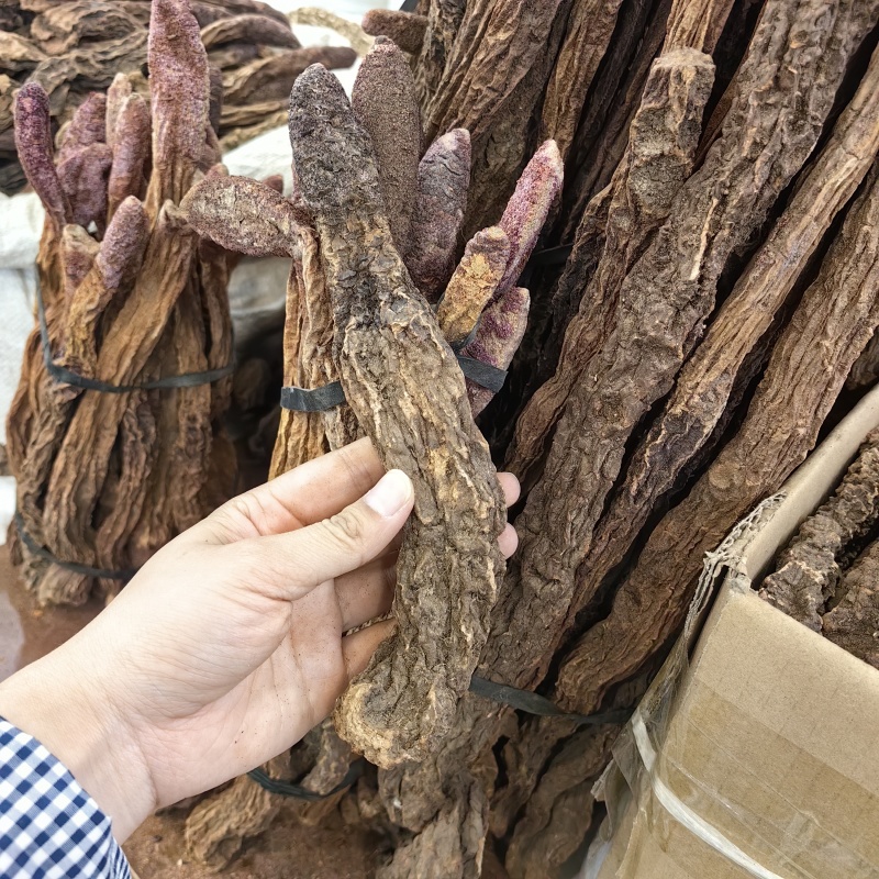 锁阳锁阳个纯干各种规格批发零售