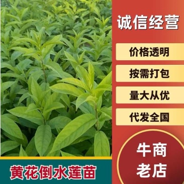 广西桂林灵川倒水莲苗货源充足欢迎电话联系