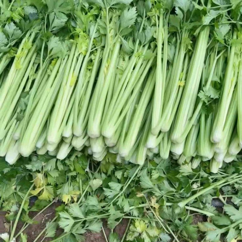 济南市商河县蔬菜大棚种植基地