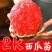 寿光苗场嫁接2k西瓜苗礼品瓜糖度高精品率高纯度好