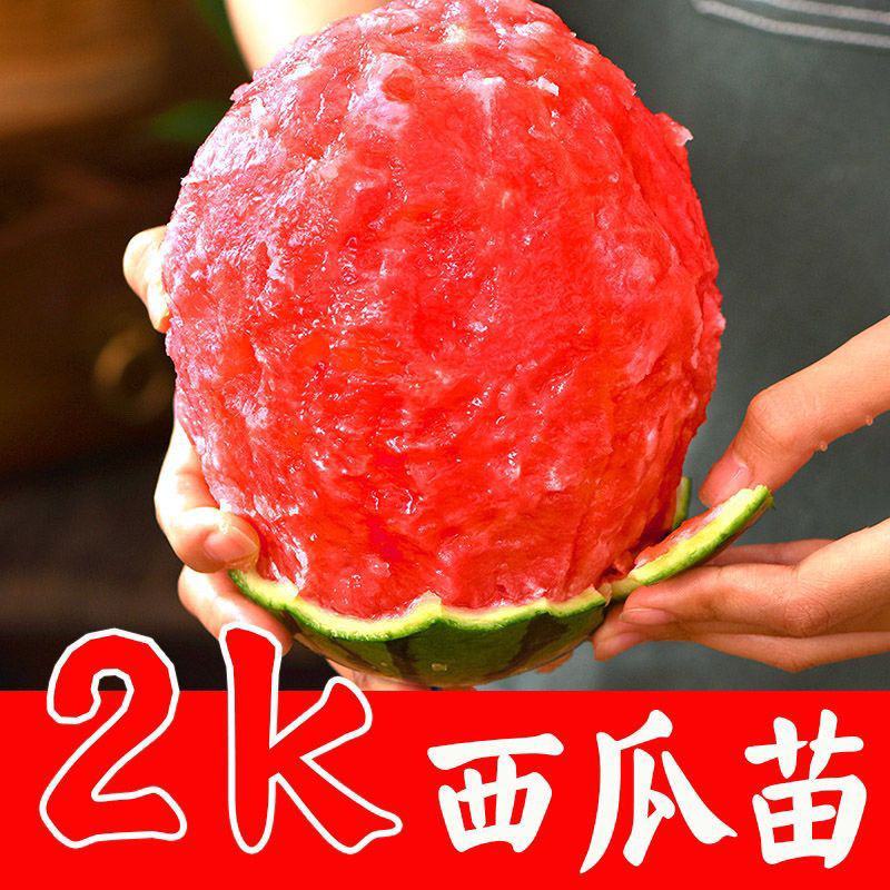 寿光苗场嫁接2k西瓜苗礼品瓜糖度高精品率高纯度好