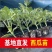 寿光苗场嫁接2k西瓜苗礼品瓜糖度高精品率高纯度好