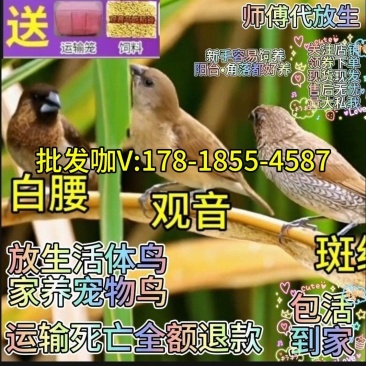 真鸟活鸟观音鸟白腰活物宠物鸟小鸟亲人散养幼崽清仓活的便宜包邮