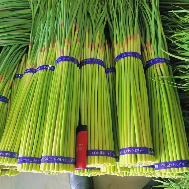 蒜苔红帽蒜苔白帽蒜苔产地看货论价保质保量