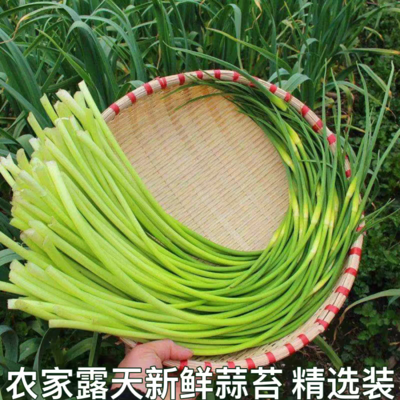 蒜苔红帽蒜苔白帽蒜苔产地看货论价保质保量