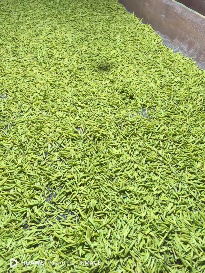 明前茶
