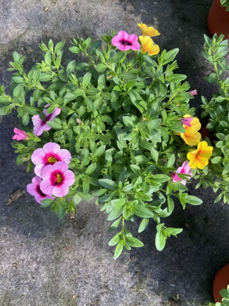舞春花