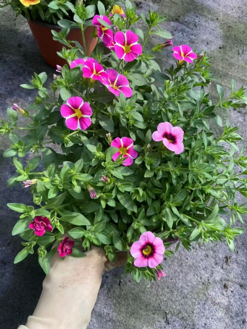 舞春花