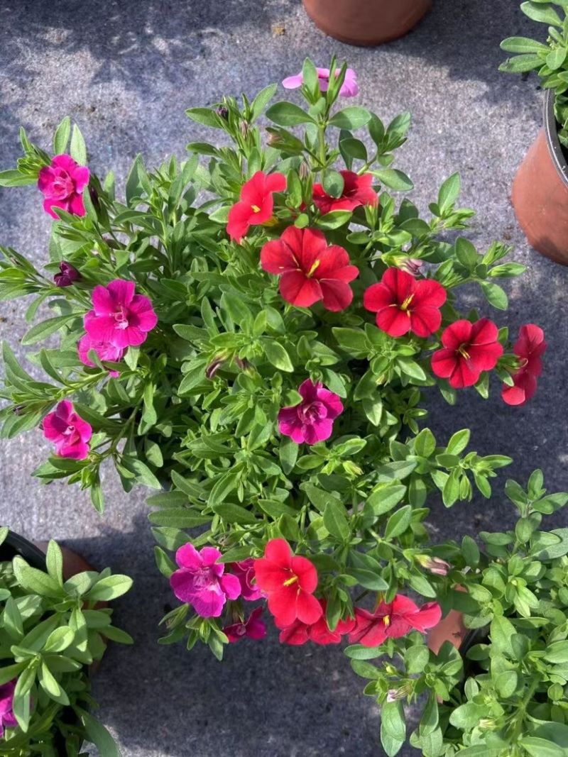 舞春花
