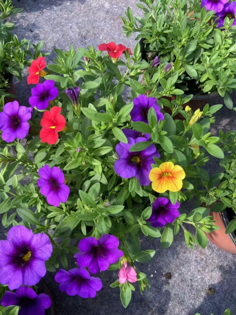 舞春花