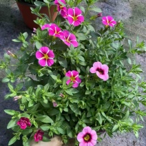 舞春花