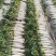 南通精品白萝卜长期有货。地头看货？价格，美丽。