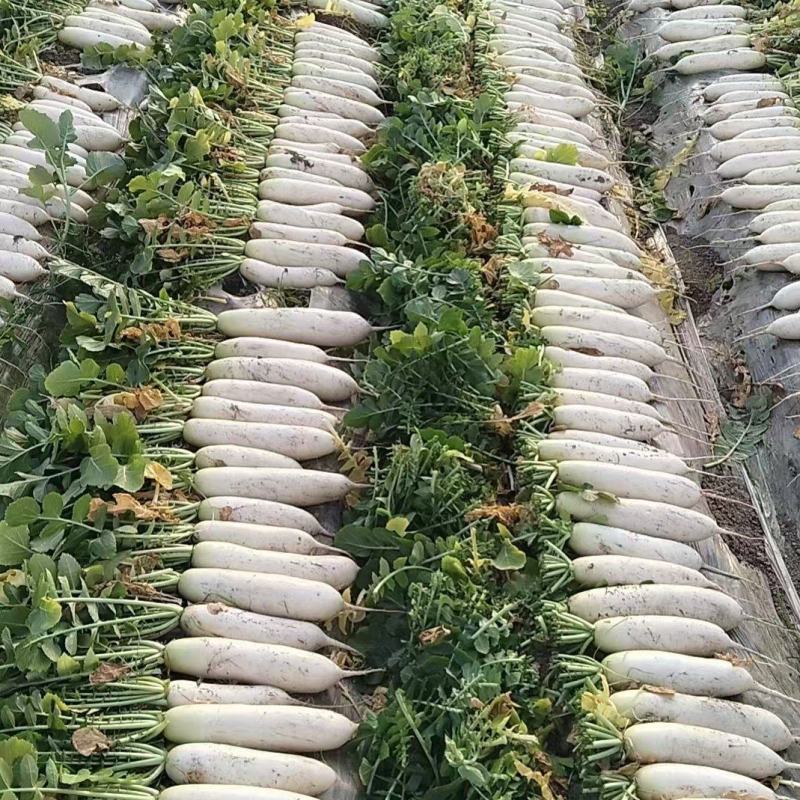 南通精品白萝卜长期有货。地头看货？价格，美丽。