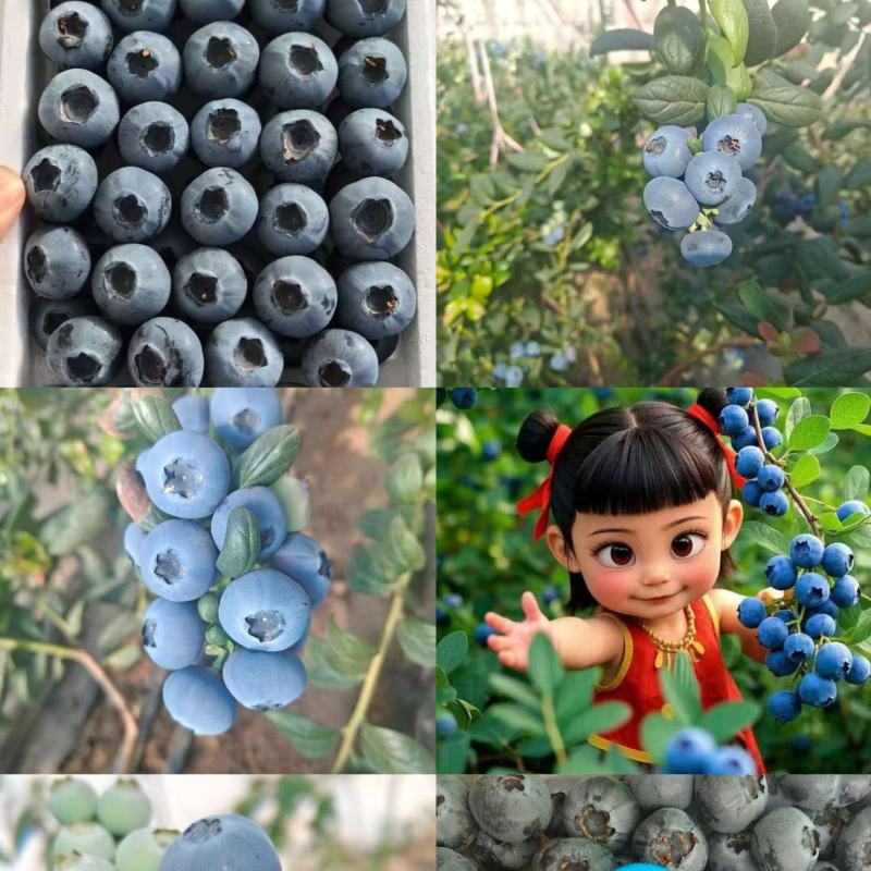 05大凉山L25花香蓝莓原产地批发一件代发社区团购