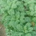 出售羽衣甘蓝