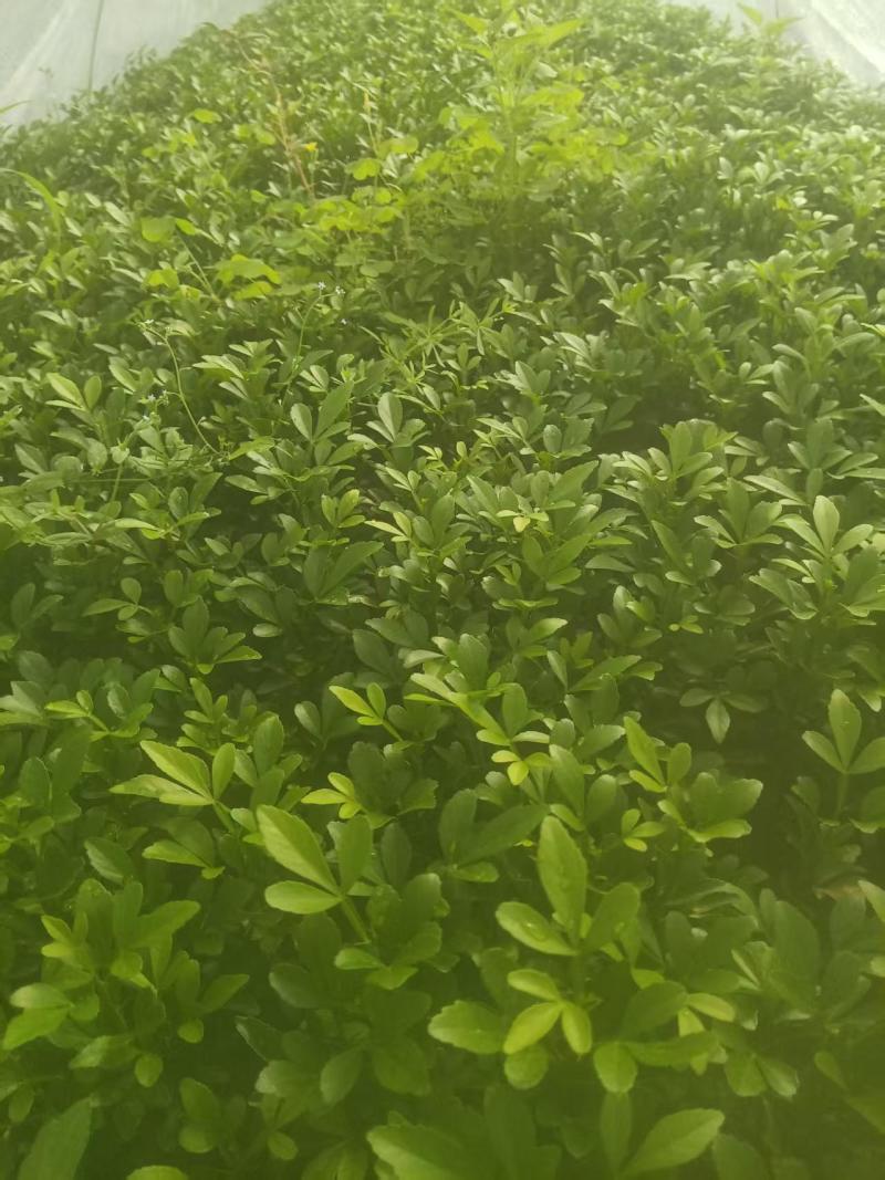 枳壳小苗