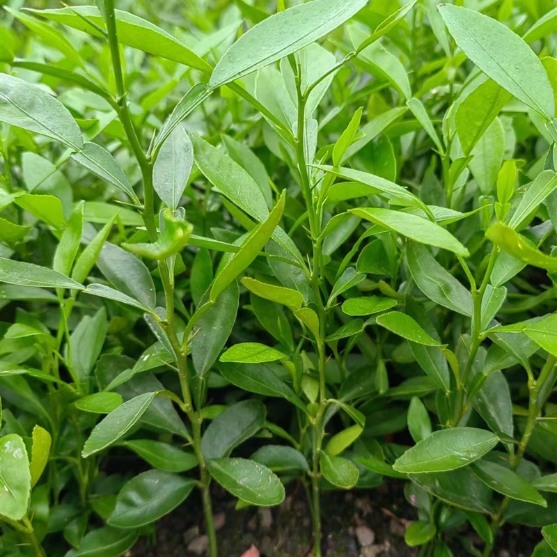 香橼小苗