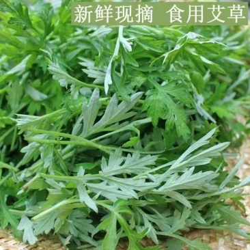 艾叶新鲜食用艾草叶青团糍粑清明果嫩艾叶艾叶果当天采摘