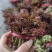 2025红油香椿大量供应欢迎合作