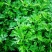 艾叶新鲜食用艾草叶青团糍粑清明果嫩艾叶艾叶果当天采摘