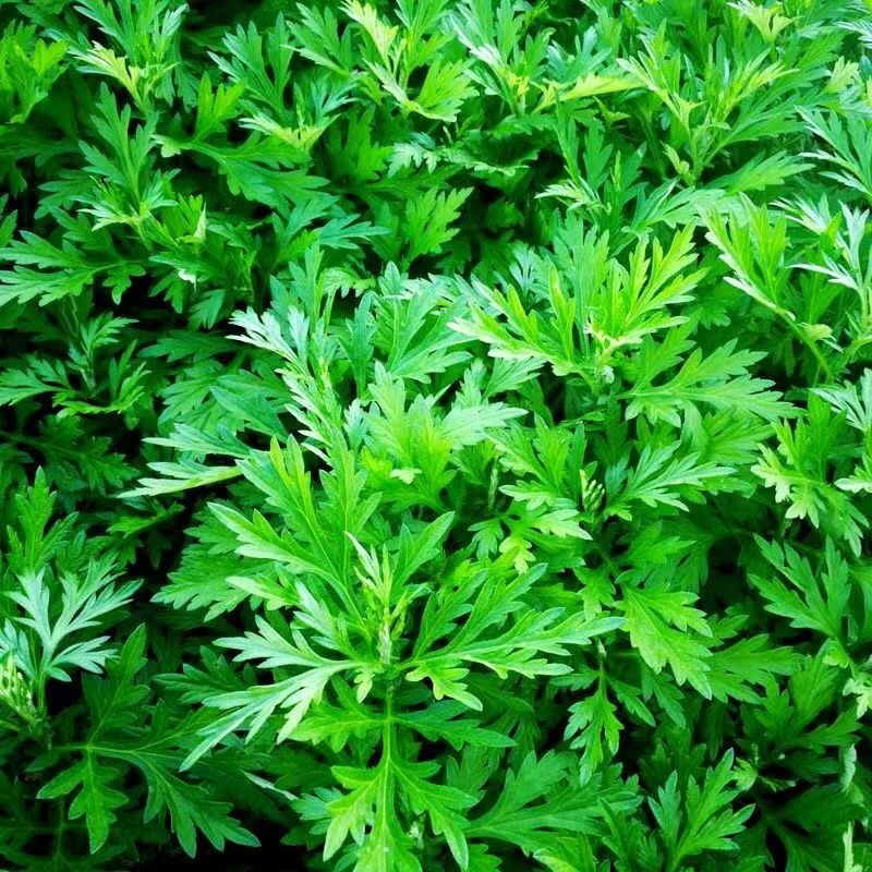 艾叶新鲜食用艾草叶青团糍粑清明果嫩艾叶艾叶果当天采摘