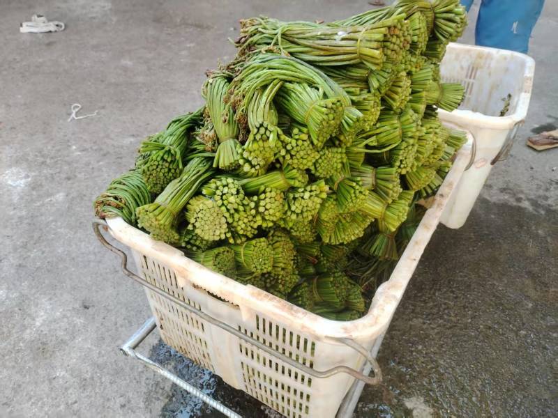 贵州蕨菜腌制