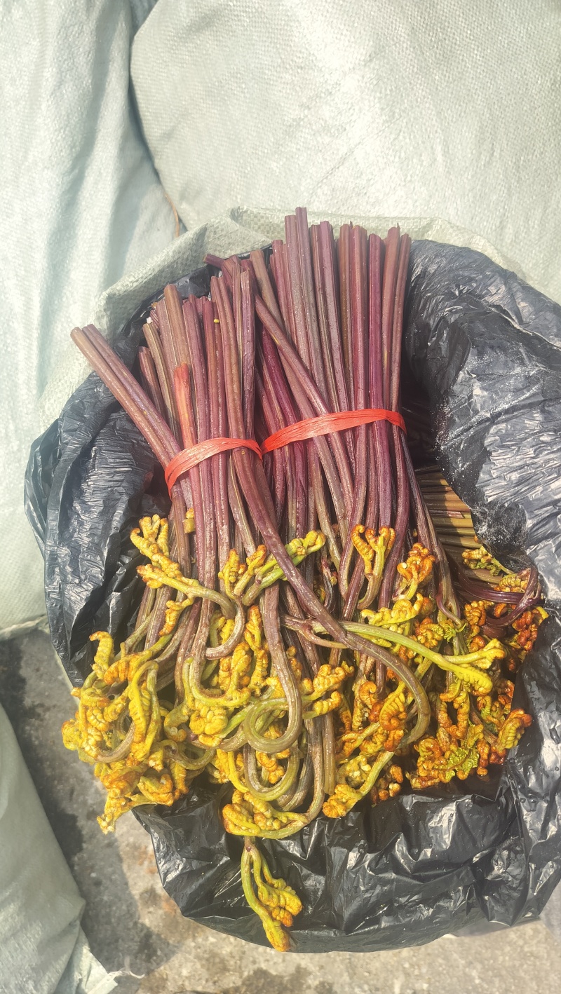 贵州蕨菜腌制
