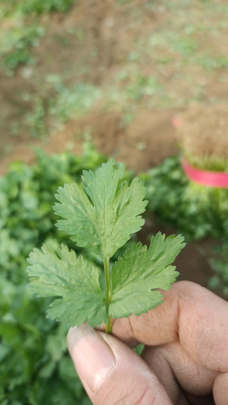 【热销】河南平顶山大叶香菜，产地货源专业代办代收货源稳定
