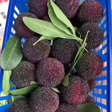 石屏杨梅