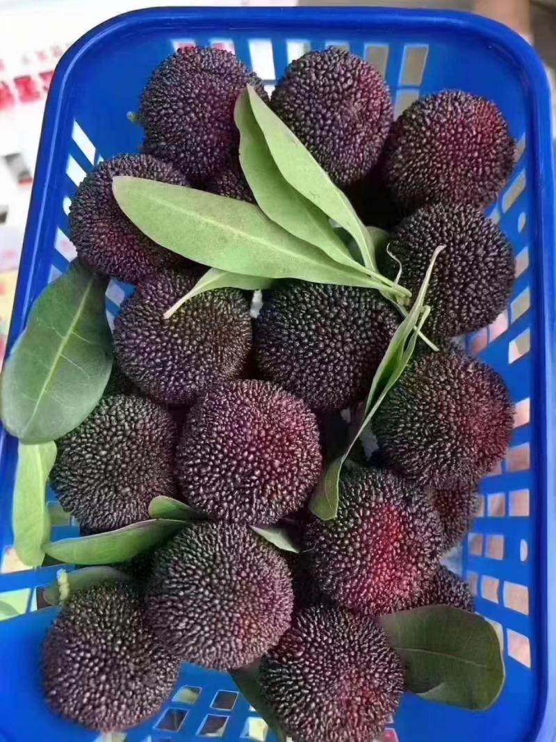 石屏杨梅