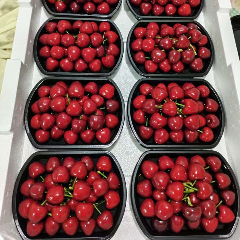山东美早樱桃产地直发一手货源品质保证量大从优欢迎采购