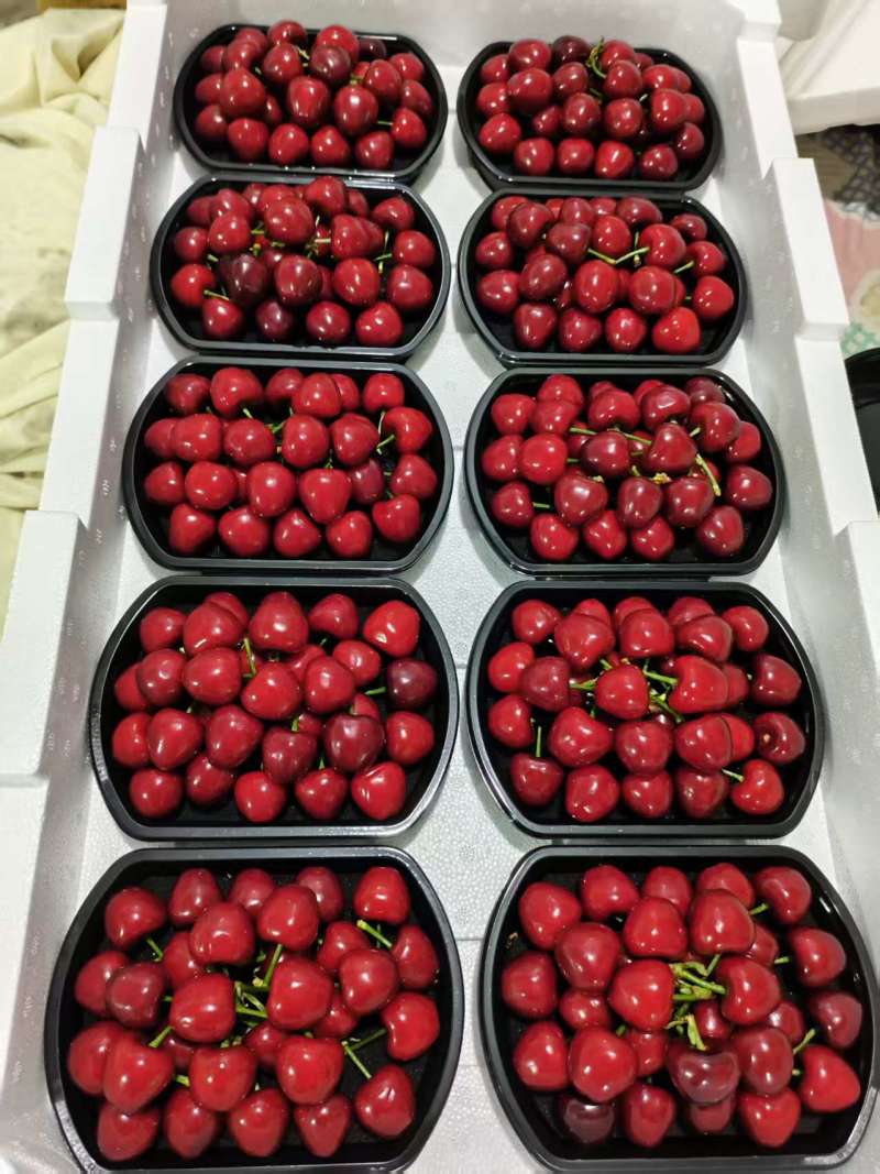 山东美早樱桃产地直发一手货源品质保证量大从优欢迎采购