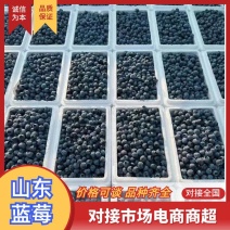 山东蓝莓，供抖音，多多，视频号，邮政对接电商，一件代发