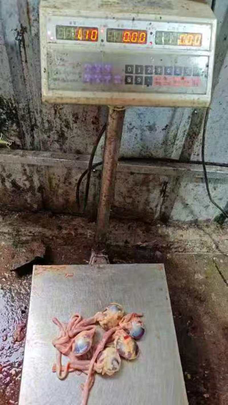 毛胗