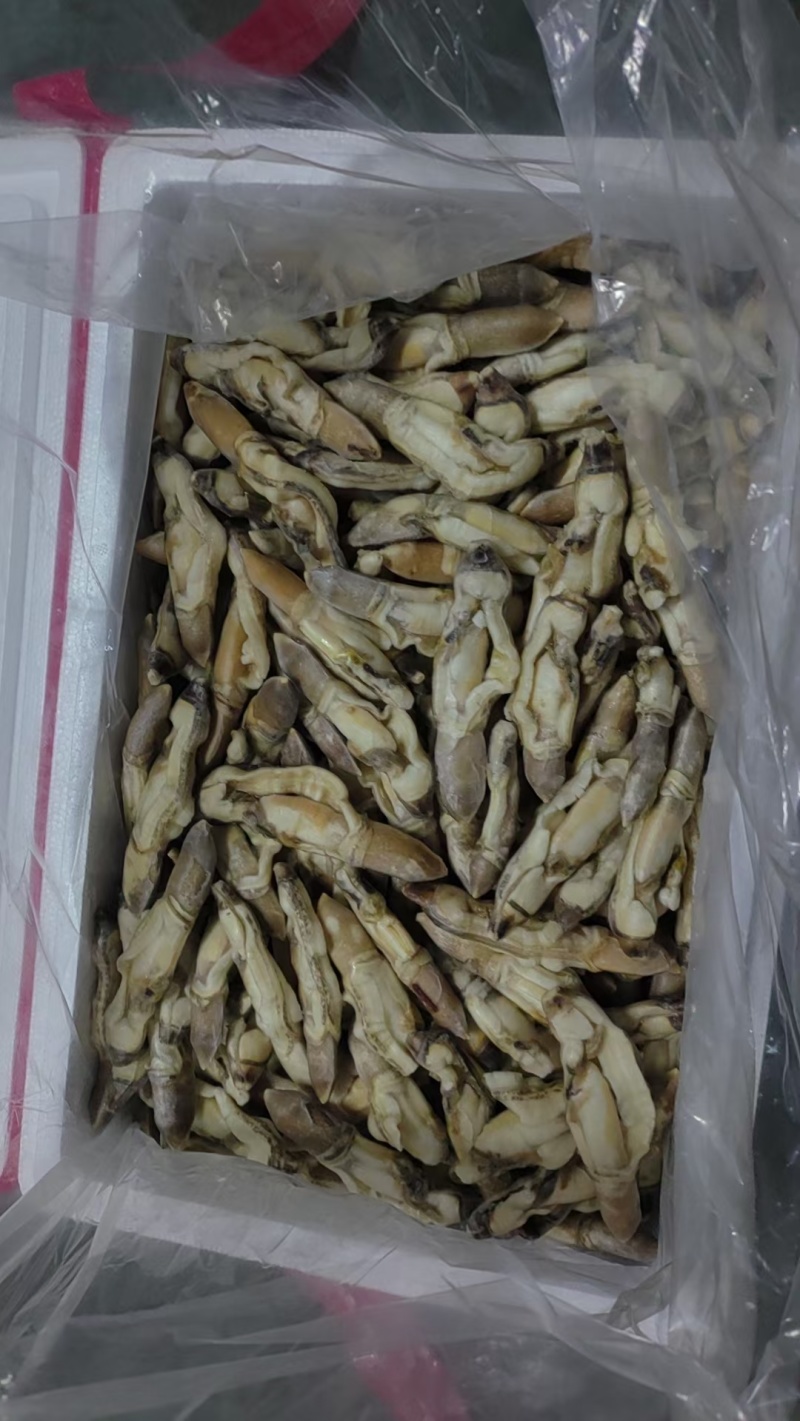 蛏王肉，蛏子肉，电商蛏王肉，干冰蛏子肉，无沙蛏王肉